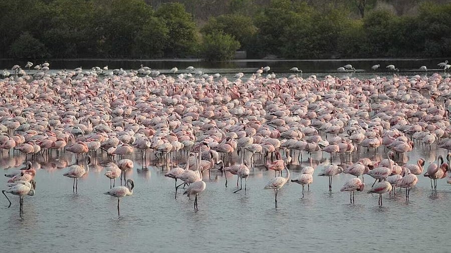 <div class="paragraphs"><p>Maharashtra government  has issued a resolution to form a high level committe to conserve the&nbsp;DPS Flamingo lake as a natural flamingo abode.</p></div>